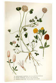 Cuadro de metacrilato  Trifolium arvense - Carl Axel Magnus Lindman