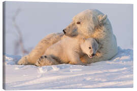 Lienzo  Osos polares abrazándose - David Jenkins
