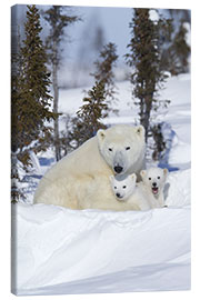Lienzo  Polar bear (Ursus maritimus) and cubs, Wapusk National Park, Churchill, Hudson Bay, Manitoba, Canada - David Jenkins