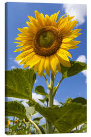 Lienzo  sunflower - Gerhard Wild