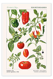 Póster  Tomates y vegetales relacionados, 1986 - Elizabeth Rice