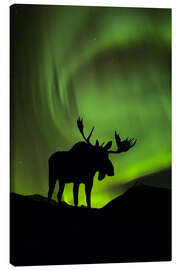 Lienzo  Silueta de un alce con aurora boreal - John Hyde