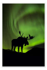 Póster  Silueta de un alce con aurora boreal - John Hyde