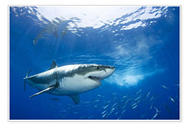 Póster  Gran tiburón blanco en el caribe - Dave Fleetham