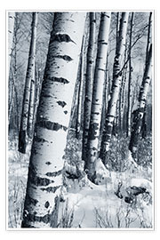 Póster Winter Forest