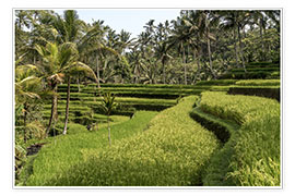 Póster  Bali rice terrace - Peter Schickert