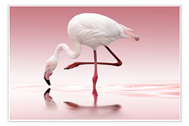 Póster Flamingo