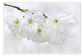 Póster spring blossoms