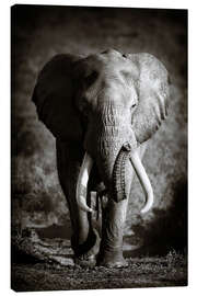 Lienzo  Elefante con grandes cuernos - Johan Swanepoel