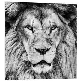 Cuadro de PVC  Rey león, en blanco y negro