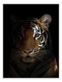 Póster  Cabeza de tigre de Bengala en la oscuridad