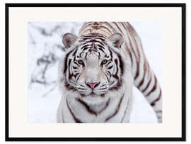 Impresión de arte enmarcada  Tigre blanco de Bengala