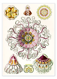 Póster  Peromedusae, formas artísticas de la naturaleza, n° 38 - Ernst Haeckel