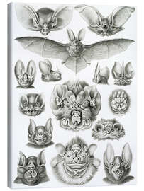 Lienzo  Murciélagos, cabezas y caras - Ernst Haeckel