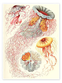Póster Especies de medusas