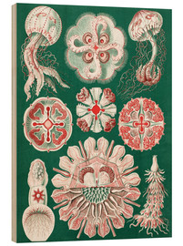 Cuadro de madera  Formas de la naturaleza - Ernst Haeckel