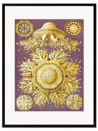 Impresión de arte enmarcada  Discomedusae jellyfish - Ernst Haeckel