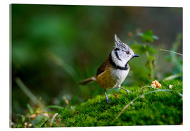 Cuadro de metacrilato  Cute tit standing on the forest ground - Peter Wey