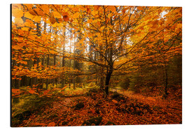 Cuadro de aluminio  Gold leaf - autumn forest - Oliver Henze