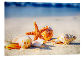 Cuadro de metacrilato  Starfish and sea shells