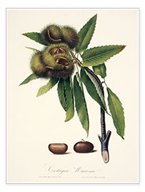 Póster  Sweet chestnut, 19th century illustration