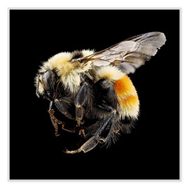Póster  Hunt's bumblebee