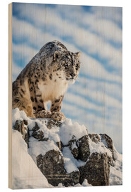 Cuadro de madera  Snow leopard (Panthera india) - Janette Hill