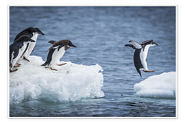 Póster  Pingüinos Adelia entre dos témpanos de hielo - Nick Dale