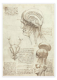 Póster  Cerebro y cráneo - Leonardo da Vinci