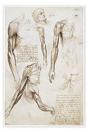 Póster  Músculos del hombre - Leonardo da Vinci