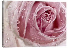 Lienzo  Rosa rosa