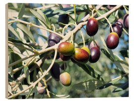 Cuadro de madera  Olive tree in sunlight