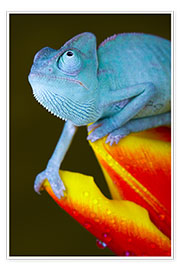 Póster  blue chameleon