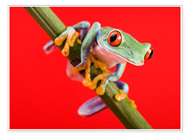Póster  Tree frog on red