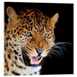 Cuadro de metacrilato  snarling leopard