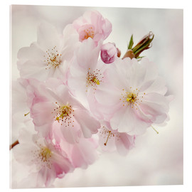 Cuadro de metacrilato  Cherry blossom II - Atteloi
