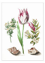 Póster  Tulipán, ramitas de mirto y caracolas - Maria Sibylla Merian