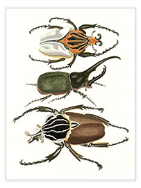 Póster  Large and rare beetles - German School