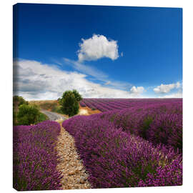 Lienzo  Beautiful lavender field