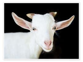 Póster White goat