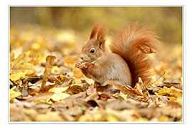 Póster  Red Squirrel in an urban park in autumn