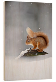 Cuadro de madera  Eurasian Red Squirrel standing on branch in snow - FLPA