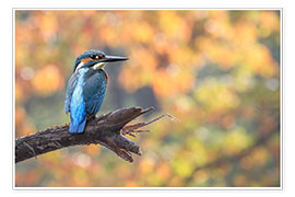 Póster  kingfisher - WildlifePhotography