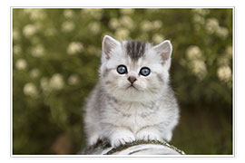 Póster  British Shorthair Kitten 15 - Heidi Bollich