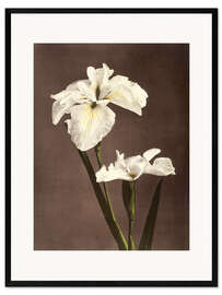 Impresión de arte enmarcada  iris - Ogawa Kazumasa