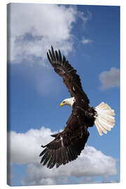 Lienzo  Freedom on eagle wings