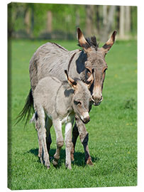 Lienzo  Donkey mum and her little baby