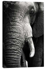 Lienzo  Retrato de un elefante - Johan Swanepoel