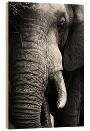 Cuadro de madera  Retrato de un elefante - Johan Swanepoel