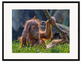 Impresión de arte enmarcada  orang-utan - WildlifePhotography